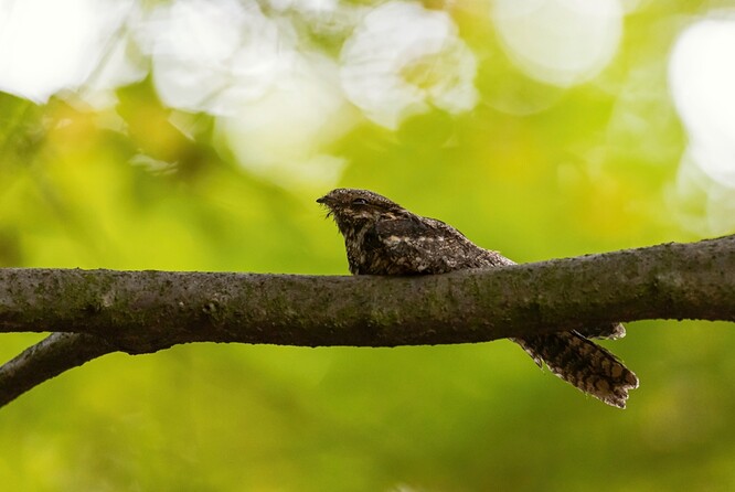 Lelek lesní Lelek lesní