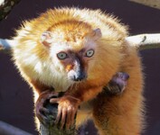 Lemur Sclaterův 