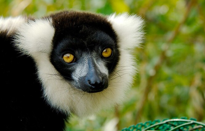 Lemur vari patří mezi větší druhy lemurů a živí se především listy a květy stromů a jejich plody.