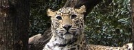 Leopard indický