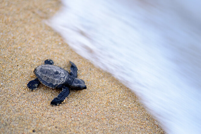 Uhynulá zvířata jsou výhradně samice karety zelenavé, která patří mezi zranitelné druhy. Želvy se našly na pláži Morro Ayuta, kde karety pravidelně kladou svá vejce.