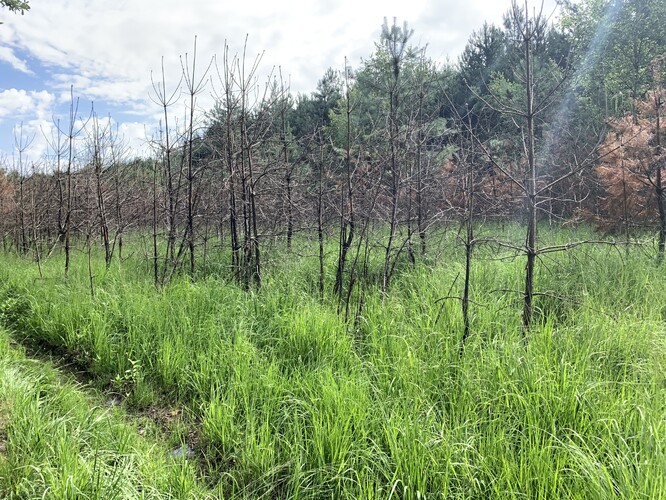 Tři měsíce po požáru. Tři měsíce po požáru.