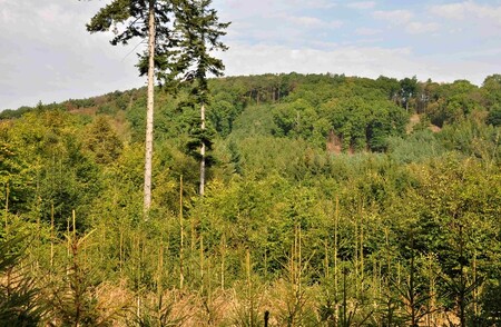 Na snímku pestrá směs dřevin v lesích mezi Štěchovickou a Slapskou přehradou.