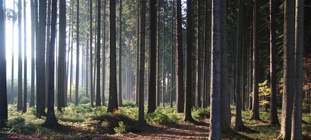 Pro krajinu jsou lepší smíšené lesy než smrková monokultura. Ilustrační snímek