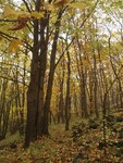 Les v Českém středohoří