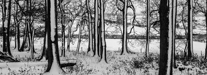 Stromy v zimě Foto: Fred Friggens Flickr