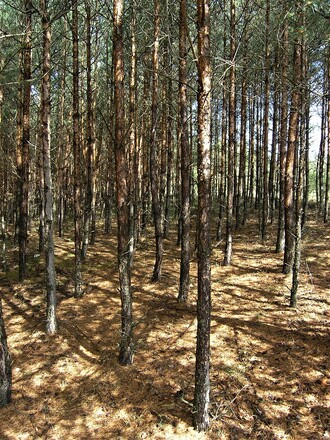 Lesnická rekultivace na Třeboňsku. Tady prostor pro bohatou biodiverzitu není.