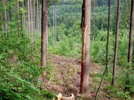 těžbou dřeva poničené stromy