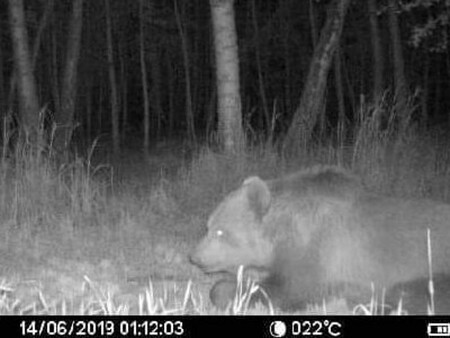 Medvěda migrujícího jižní Moravou zachytily dvě fotopasti v lesích u Bzence.