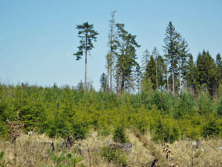 Aktuální snímek hynoucích mladých lesních porostů na Vítkově.