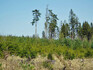 Aktuální snímek hynoucích mladých lesních porostů na Vítkově.