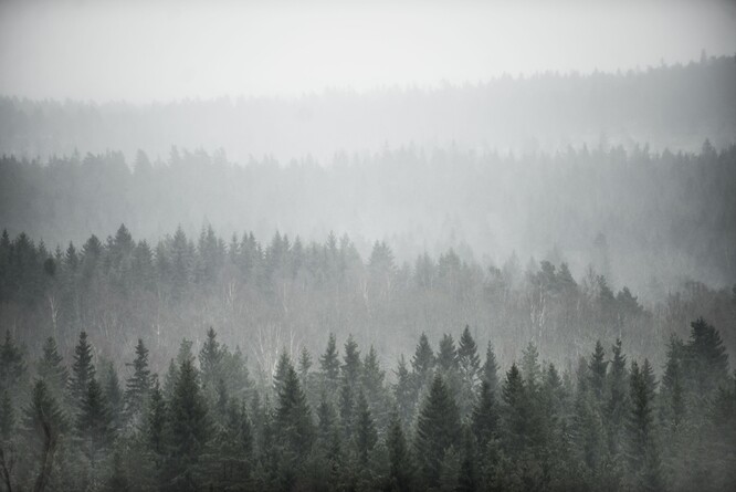 Intenzita těžby lesních porostů se liší mezi jednotlivými členskými zeměmi: zvláště dramatická je ve skandinávských zemích (Švédsko, Finsko) a na východě Evropy (Lotyšsko, Estonsko).