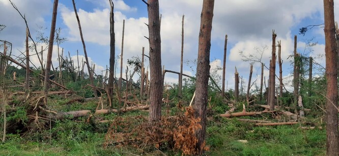 Tornádo na Hodonínsku podle odhadů poničilo až 110 hektarů lesů.
