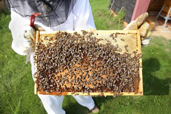 V současné době vlastní pražské letiště 7 včelstev, která v letních měsících čítají dohromady přibližně 350 000 včel.