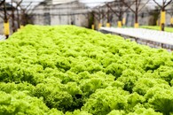 Saláty v hydroponickém skleníku