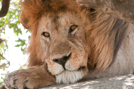 V přírodním parku pro divoká zvířata v americkém státě Severní Karolína přišla v neděli o život 22letá žena po útoku lva. / Ilustrační foto