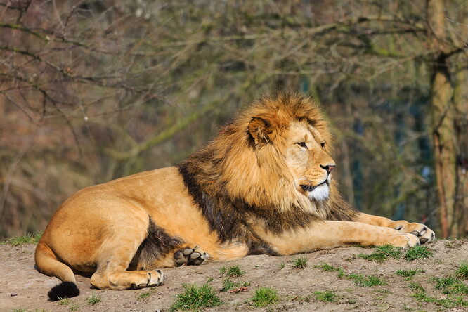 Podle vědců by jejich zjištění mohla pomoci s chovem lvů v rezervacích či v zajetí, kdy musí menší území obývat více lvů z různých teritorií.