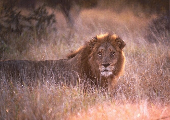 Lvi potřebují úkryt, aby dokázali s úspěchem pronásledovat a přepadnout svou kořist, a ten jim schází.