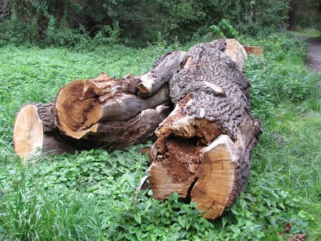 Ležící torzo dubu v PR Vrbenské rybníky u Českých Budějovic