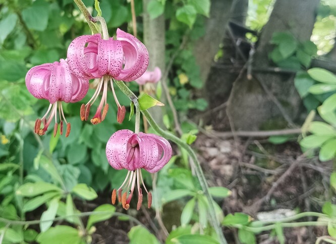 Lilie zlatohlavá Lilie zlatohlavá