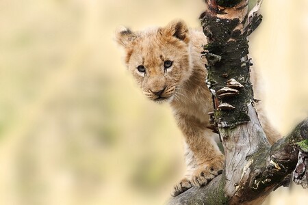 Průměrný Francouz uvidí během měsíce vyobrazení lva více krát, než kolik žije skutečných lvů ve volné přírodě.
