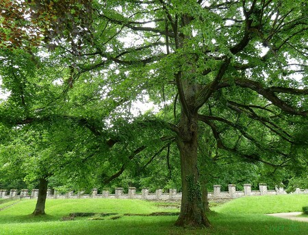 Není Stromem svobody i ten Váš? Není Stromem svobody i ten Váš?