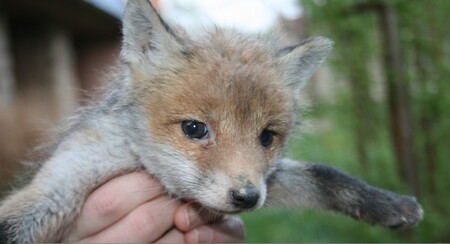 Pán, který lišky nalezl, se podle ochránců zvířat zachoval velmi správně, když mláďata vytáhl a zavolal zvířecí záchranku