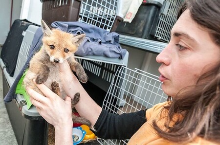 Pražská záchranná stanice pro volně žijící živočichy přijala za první pololetí letošního roku 2611 živočichů 106 různých druhů. / Ilustrační foto