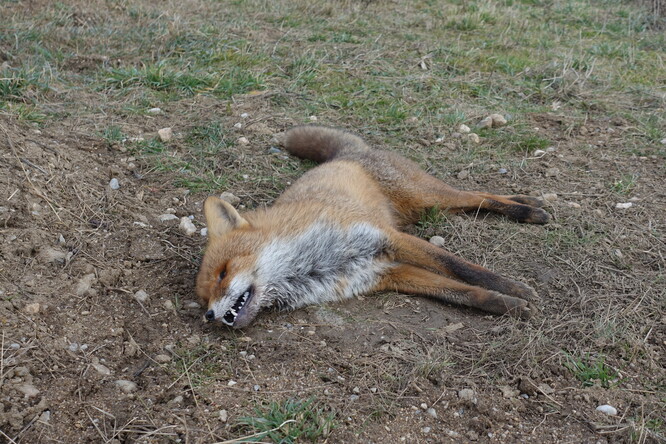 Lišky patří k nejčastějším savčím obětem karbofuranu. Tato byla otrávena začátkem února na Klatovsku. Rozevřená tlama a křečovitě natažené nohy a ocas ukazují, že liška umírala v bolestech po požití prudkého jedu.