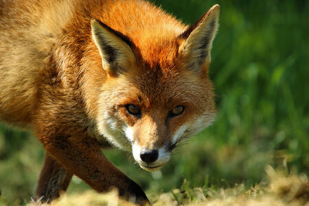 Mnoho uživatelů navrhuje, aby zvíře neslo jméno některého z německých politiků. Mnoho uživatelů navrhuje, aby zvíře neslo jméno některého z německých politiků.