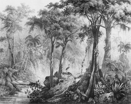 Alexander von Humboldt měl zásadní vliv na vnímání tropické přírody, zejména deštných pralesů. Na obrázku německá litografie podle kresby J. M. Rugendase "Brazilský prales". Rugendas byl jeden z nejoblíbenějších Humboldtových malířů.