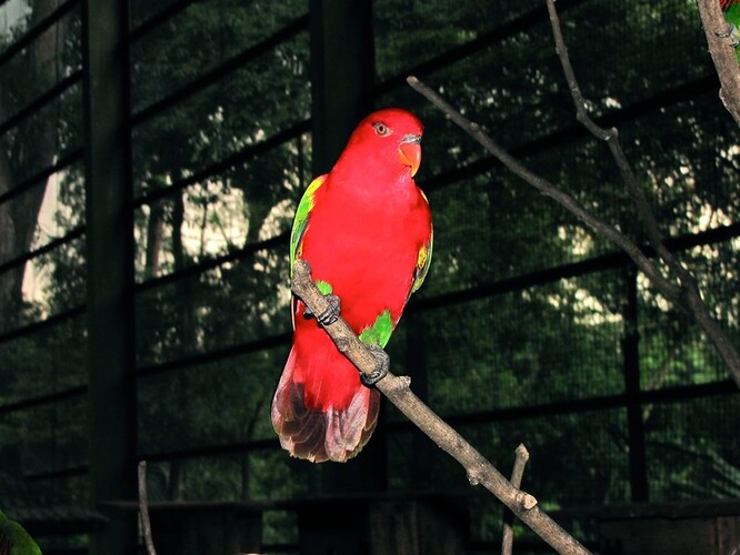 Zoo chtěl stavět chovatel papoušků Marcel Kohout. Žije v Janově, na Bali vlastní ptačí farmu, která se specializuje na chov loriů, ale i dalších druhů. Ilustrační foto