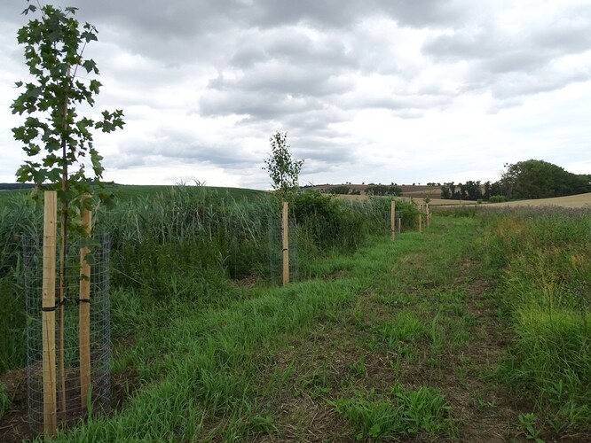 Výsadba u Lovčického potoka. Výsadba u Lovčického potoka.