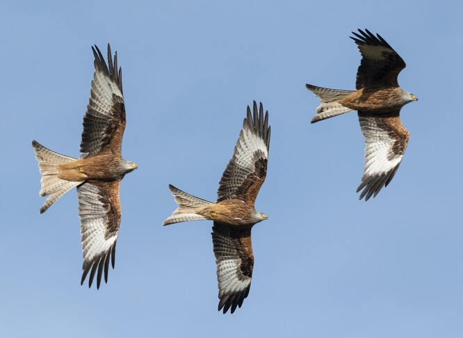 Luňáci červení mají typickou siluetu se široce rozevřeným ocasem. Luňáci červení mají typickou siluetu se široce rozevřeným ocasem.