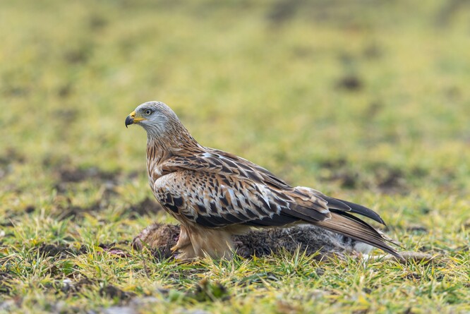 Luňák červený se v potravě specializuje především na mršiny. Luňák červený se v potravě specializuje především na mršiny.