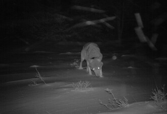 Vlk Karl zachycený v zimě fotopastí