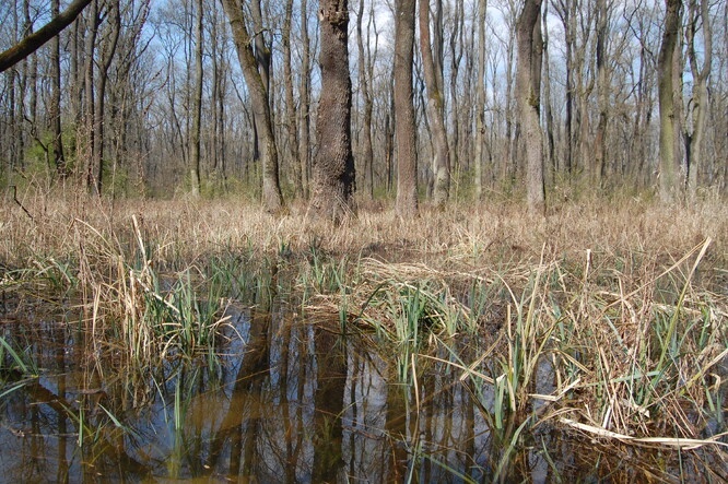 Lužní les je podmáčený les s vysokou hladinou podzemní vody, dlouhodobý nedostatek vody mu proto škodí. V ČR jsou čtyři takto zachovalé ekosystémy, kromě míst kolem obory Soutok (Dyjský trojúhelník) je to Libický luh na Kolínsku, Litovelské Pomoraví leží mezi Olomoucí a Mohelnicí a Chropyňský luh je u řeky Moravy