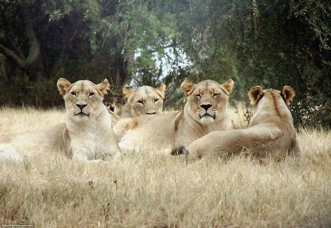 Zatímco na východě a západě Afriky se lvům dobře nedaří, zde na jihu se jejich stavy pozvolna a trvale zvyšují. Samce v Rietspruitu za několik let nahradí mladší. A část samic pak nebude potřebovat antikoncepci.