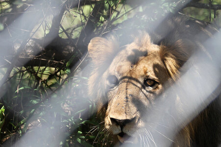 Lev vypuštěný do aklimatizační ohrady. Brzy bude mít volnost 112 000 hektarů.