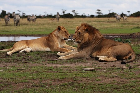 Lvi v keňské rezervaci Ol Pejeta