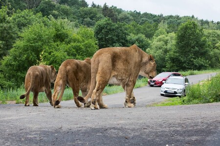Lví safari v dvorské zoo funguje od července 2015, zoo za vybudování lvího safari a nového pavilonu lvů zaplatila zhruba 18 milionů korun. V areálu se loni pohybovala buď trojice lvích samců nebo skupina čtyř samic.
