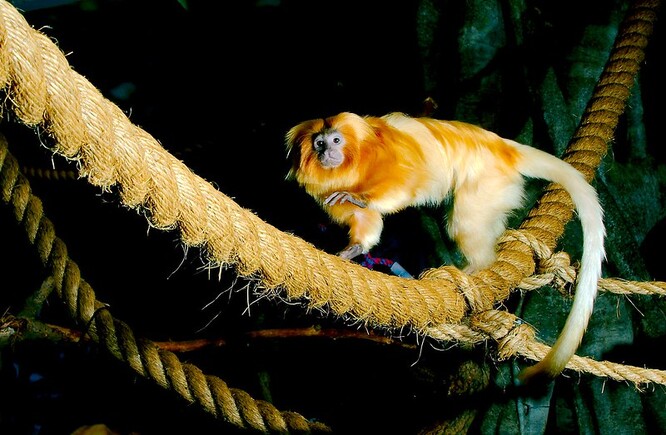 Lvíčci, kteří se vyznačují malým vzrůstem, náleží k drápkatým opicím a obývají tropické deštné lesy Brazílie.
