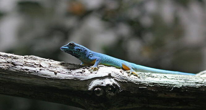 Gekon získal své druhové jméno podle zbarvení těla dospělých samců, které je modré s černými pruhy na hrdle.