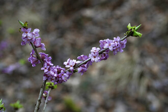 Lýkovec jedovatý je keř, který dorůstá až 150 cm a růžově kvete dříve, než mu vyraší listy.
