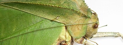 Obří kobylka Siliquofera grandis Foto: Notafly Wikimeda Commons
