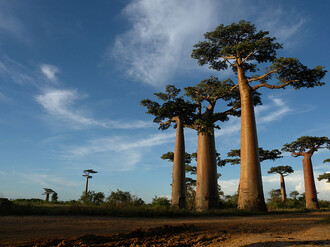 Vedle lemurů jsou snad nejznámějším symbolem Madagaskaru baobaby. Ty na snímku jsou nedaleko obce Morondava