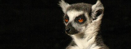 Madagaskar je proslulý lemury. Na snímku lemur kata. Foto: Neil Strickland / Flickr
