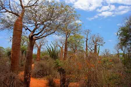 Trnité sucholesy ze západní části Madagaskaru s baobaby, pachypodii, ceropegiemi, euforbiemi a dalšími bizarními skupinami, snášejícími zimní sucha a bleskurychle rašícími a rozkvétajícími po prvním dešti, patří mezi nejčastěji zobrazovaní výjevy madagaskarské krajiny