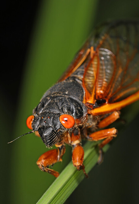 Celkem se podle entomologů objeví několik miliard jedinců tohoto hmyzu, který je v podstatě neškodný, třením křídel však vydává zvuk o hlasitosti až 100 decibelů, tedy zhruba jako motorka či motorová pila.