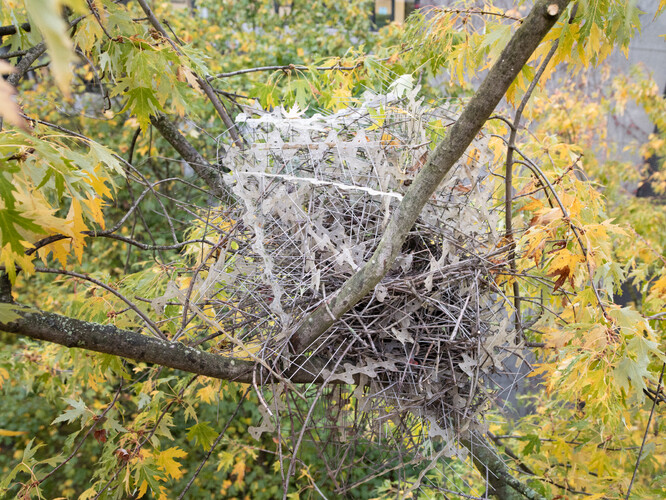 Stračí hnízdo z protiptačích bodců v Antverpách. Skvěle chrání proti jiným ptákům.